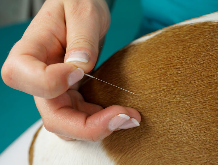 Colleyville Veterinary Acupuncture